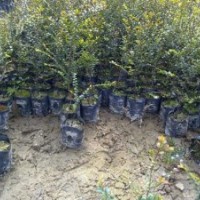 小葉紫檀種苗，小葉紫檀樹苗，小葉紫檀苗