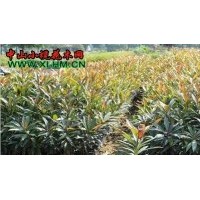 黃金熊貓苗，黃金熊貓樹苗，金黃熊貓樹苗