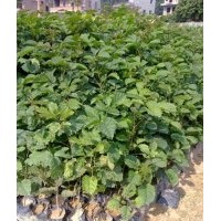 黃花風(fēng)鈴木樹苗，黃花風(fēng)鈴木苗，黃花風(fēng)鈴木小苗