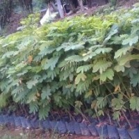 黃槐苗，黃槐樹苗，黃槐種苗