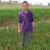 供應(yīng)黑松苗 油松苗 油松苗木