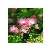 大量供應(yīng)合歡，欒樹(shù)，國(guó)槐，銀杏，櫸樹(shù)，意楊