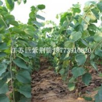 巨紫荊樹苗2013年不得不說的熱銷緑化苗木之一