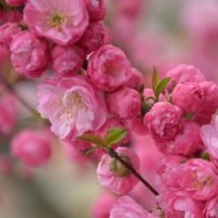 河北榆葉梅專(zhuān)業(yè)種植基地