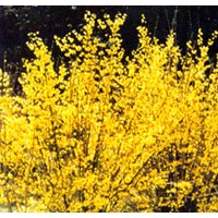 河北連翹栽培種植技術(shù)