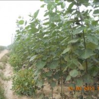 供應(yīng)毛白楊1-15CM大小苗、種苗