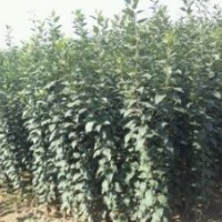 供應(yīng)各種綠化苗木太陽(yáng)李,國(guó)槐,海棠