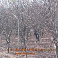 供應(yīng)6-10cm櫻花|高桿櫻花