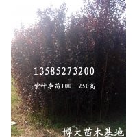 現(xiàn)貨供應(yīng)紫葉李苗150以上高、紫葉李2--8公分規(guī)格齊全