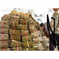 大量出售速生法桐小苗 速生白蠟小苗 速生國槐小苗