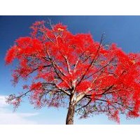 澳洲火焰木小苗批發(fā)
