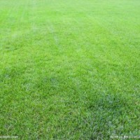 無極草坪-深澤草坪-高邑草坪-正定草坪