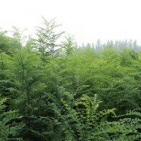 皂角苗 國槐苗 山楂苗 刺槐苗 葡萄苗 櫻桃苗