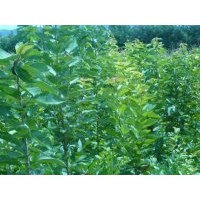 大量出售白蠟苗