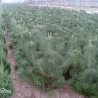 營(yíng)養(yǎng)杯油松，油松1米2米3米4米5米