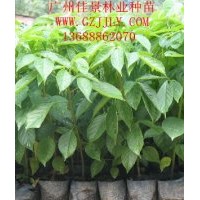 秋楓種苗供應(yīng)商常年供應(yīng)優(yōu)質(zhì)秋楓營(yíng)養(yǎng)苗秋楓種子秋楓小袋苗