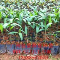 狐尾椰子營養(yǎng)苗狐尾椰子小袋苗狐尾椰子種子質(zhì)優(yōu)價(jià)廉