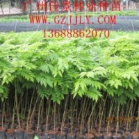 黃花梨種苗黃花梨營養(yǎng)苗黃花梨種子大量供應(yīng)量大從優(yōu)