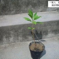 南非葉小苗批發(fā)