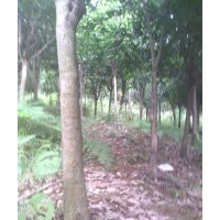 桂花樹2-12公分出售