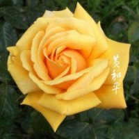 春季熱銷帶花苞黃色月季花苗黃花月季玫瑰花苗包成活發(fā)貨