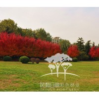 山東秋火焰 秋火焰小苗價格 長期供應(yīng)秋火焰