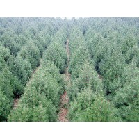 專供五角楓，蘋果樹(shù)，國(guó)槐等