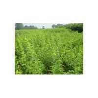 山西刺槐苗基地