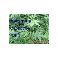 花椒苗現(xiàn)貨供應(yīng),量大從優(yōu)