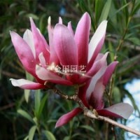 紅白黃花色艷麗玉蘭苗1米高玉蘭苗50公分高玉蘭苗