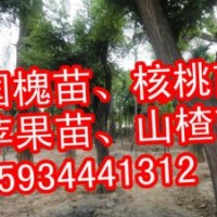【山西祥運(yùn)苗圃】核桃苗 國槐苗 蘋果苗 山楂苗 桃樹苗 李子苗