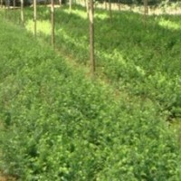 供應(yīng)紅豆杉苗