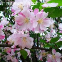 工程美麗風(fēng)景樹苗西府海棠粉色系海棠花苗1.5米高大量批發(fā)