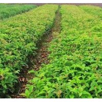 流蘇苗銷售、山西流蘇苗供應(yīng)、流蘇苗價格