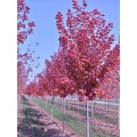 優(yōu)質山東美國紅楓，山東美國紅楓小苗，山東美國紅楓苗木。