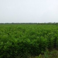 白蠟苗//供應(yīng)白蠟苗//白蠟苗//白蠟苗價格