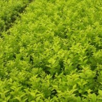 山西綠茵苗木： 金葉女貞,華山松 ,紅葉碧桃、