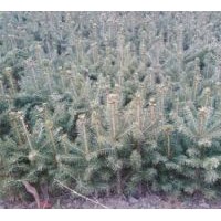 長年出售自產(chǎn)樟子松、紅松、落葉松、日本落葉松,云杉等造林、綠