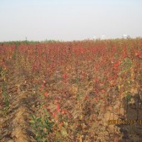 供應(yīng)北美海棠——草原之火