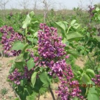 供應(yīng)歐洲丁香