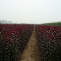 自產(chǎn)自銷規(guī)格齊全，大量出售各種苗木