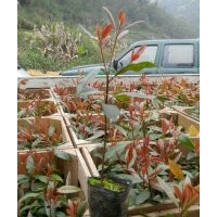 長期出售金絲楠木苗