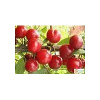 山西運(yùn)城供應(yīng)刺槐小苗