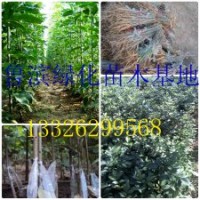 白蠟悶子(半成品） 白蠟小苗 速生白蠟 速生國槐