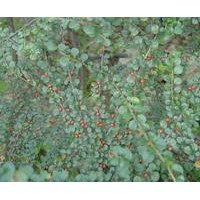 平枝荀子小苗新價(jià)格