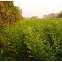 【洪運苗圃】大規(guī)格國槐、國槐小苗大量