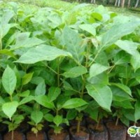 海南黃花梨小苗