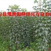 廣西蒙山博展園林供應(yīng)秋楓桂花木棉