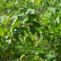 供應(yīng)構(gòu)樹