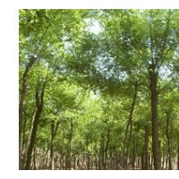 供應(yīng)刺槐價(jià)格 刺槐價(jià)格